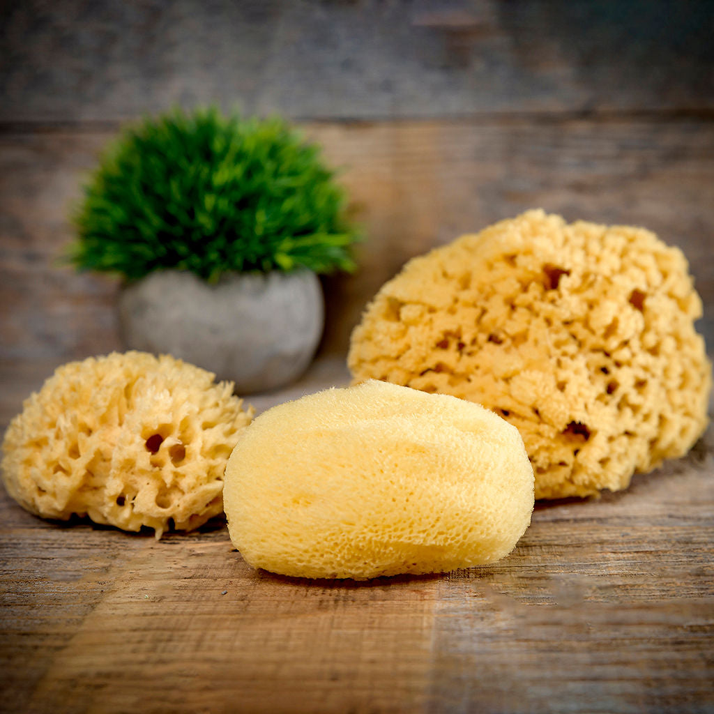  HartFelt Delicate Skin Wool Sea Sponge 4 in, Real Natural  Sponges for Body and Face Gentle Care