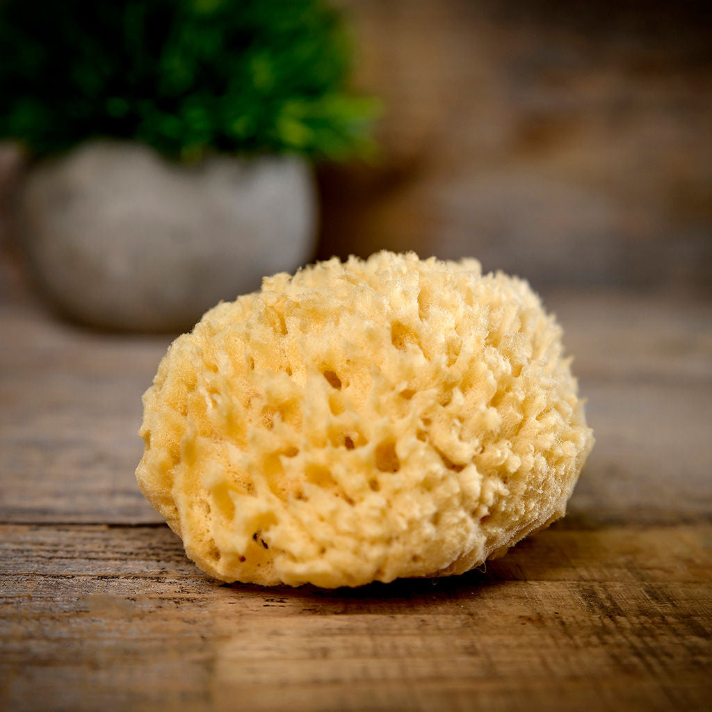 Natural Sea Sponges
