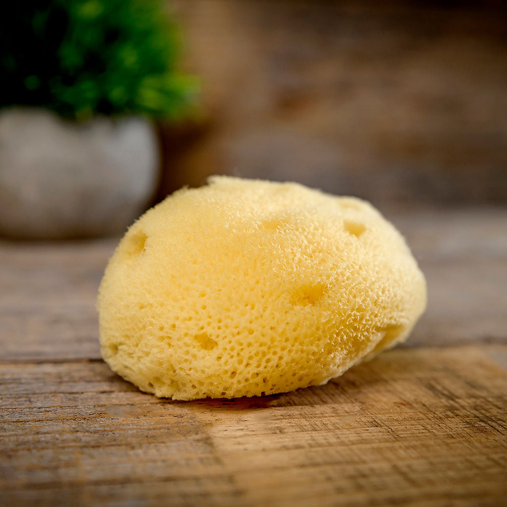 Natural Sea Sponge for Facial and Body Cleansing from Atlantic
